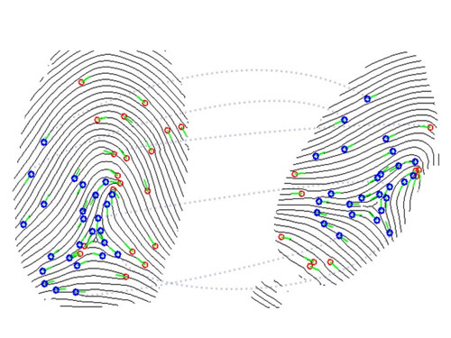 指纹图像细节点检测